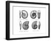 Ammonites-null-Framed Giclee Print