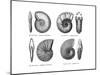 Ammonites-null-Mounted Giclee Print