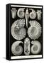 Ammonites-Ernst Haeckel-Framed Stretched Canvas