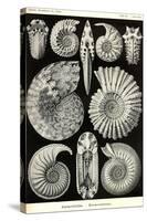 Ammonites-Ernst Haeckel-Stretched Canvas