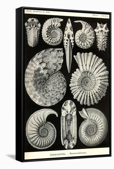 Ammonites-Ernst Haeckel-Framed Stretched Canvas