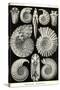 Ammonites-Ernst Haeckel-Stretched Canvas