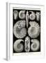 Ammonites-Ernst Haeckel-Framed Art Print