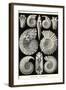 Ammonites-Ernst Haeckel-Framed Art Print