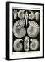 Ammonites-Ernst Haeckel-Framed Art Print