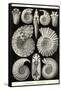 Ammonites-Ernst Haeckel-Framed Stretched Canvas