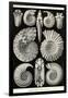 Ammonites-Ernst Haeckel-Framed Art Print