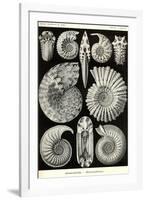 Ammonites-Ernst Haeckel-Framed Art Print