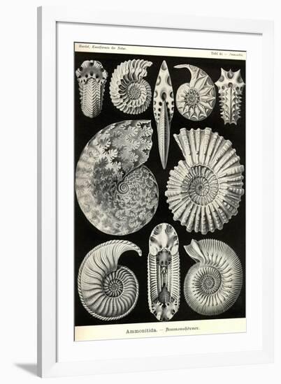 Ammonites-Ernst Haeckel-Framed Art Print