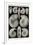 Ammonites-Ernst Haeckel-Framed Art Print