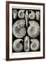 Ammonites-Ernst Haeckel-Framed Art Print