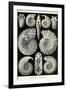 Ammonites-Ernst Haeckel-Framed Art Print