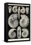 Ammonites-Ernst Haeckel-Framed Stretched Canvas