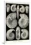 Ammonites-Ernst Haeckel-Framed Premium Giclee Print