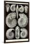 Ammonites-Ernst Haeckel-Framed Premium Giclee Print