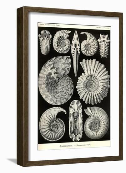 Ammonites-Ernst Haeckel-Framed Art Print