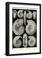 Ammonites-Ernst Haeckel-Framed Art Print