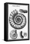 Ammonites-null-Framed Stretched Canvas