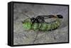 Ammophila Sabulosa (Red-Banded Sand Wasp) - Carrying His Prey-Paul Starosta-Framed Stretched Canvas
