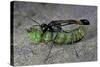 Ammophila Sabulosa (Red-Banded Sand Wasp) - Carrying His Prey-Paul Starosta-Stretched Canvas