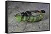 Ammophila Sabulosa (Red-Banded Sand Wasp) - Carrying His Prey-Paul Starosta-Framed Stretched Canvas