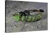 Ammophila Sabulosa (Red-Banded Sand Wasp) - Carrying His Prey-Paul Starosta-Stretched Canvas