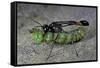 Ammophila Sabulosa (Red-Banded Sand Wasp) - Carrying His Prey-Paul Starosta-Framed Stretched Canvas