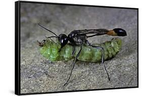 Ammophila Sabulosa (Red-Banded Sand Wasp) - Carrying His Prey-Paul Starosta-Framed Stretched Canvas