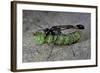 Ammophila Sabulosa (Red-Banded Sand Wasp) - Carrying His Prey-Paul Starosta-Framed Photographic Print