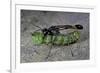 Ammophila Sabulosa (Red-Banded Sand Wasp) - Carrying His Prey-Paul Starosta-Framed Photographic Print