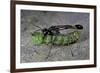 Ammophila Sabulosa (Red-Banded Sand Wasp) - Carrying His Prey-Paul Starosta-Framed Photographic Print