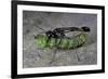 Ammophila Sabulosa (Red-Banded Sand Wasp) - Carrying His Prey-Paul Starosta-Framed Photographic Print