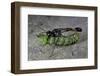 Ammophila Sabulosa (Red-Banded Sand Wasp) - Carrying His Prey-Paul Starosta-Framed Photographic Print