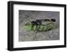 Ammophila Sabulosa (Red-Banded Sand Wasp) - Carrying His Prey-Paul Starosta-Framed Photographic Print
