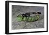 Ammophila Sabulosa (Red-Banded Sand Wasp) - Carrying His Prey-Paul Starosta-Framed Photographic Print