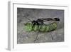 Ammophila Sabulosa (Red-Banded Sand Wasp) - Carrying His Prey-Paul Starosta-Framed Photographic Print