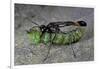 Ammophila Sabulosa (Red-Banded Sand Wasp) - Carrying His Prey-Paul Starosta-Framed Photographic Print