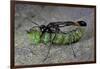 Ammophila Sabulosa (Red-Banded Sand Wasp) - Carrying His Prey-Paul Starosta-Framed Photographic Print