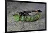 Ammophila Sabulosa (Red-Banded Sand Wasp) - Carrying His Prey-Paul Starosta-Framed Photographic Print