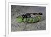 Ammophila Sabulosa (Red-Banded Sand Wasp) - Carrying His Prey-Paul Starosta-Framed Photographic Print