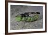 Ammophila Sabulosa (Red-Banded Sand Wasp) - Carrying His Prey-Paul Starosta-Framed Photographic Print