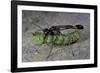 Ammophila Sabulosa (Red-Banded Sand Wasp) - Carrying His Prey-Paul Starosta-Framed Photographic Print