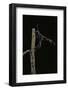 Ammophila Sabulosa (Red-Banded Sand Wasp)-Paul Starosta-Framed Photographic Print