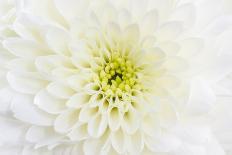 Chrysanthemum.-amnachphoto-Art Print