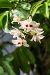 Dendrobium Pulchellum, ,Orchid Flower.-amnachphoto-Framed Photographic Print