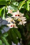 Dendrobium Pulchellum, ,Orchid Flower.-amnachphoto-Framed Stretched Canvas