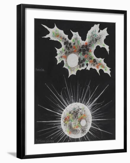 Amoeba-Philip Henry Gosse-Framed Giclee Print