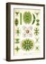 Amoebas-Ernst Haeckel-Framed Art Print