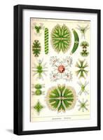 Amoebas-Ernst Haeckel-Framed Art Print