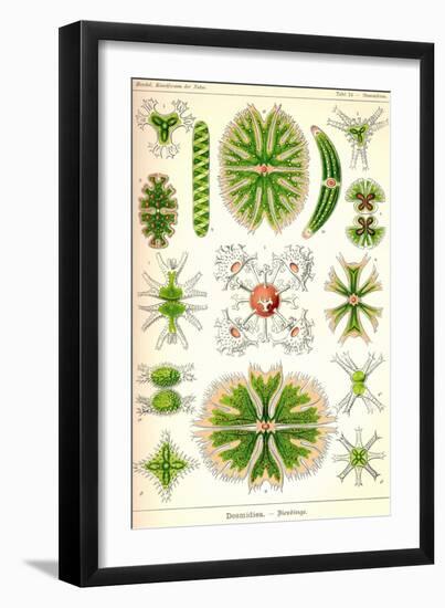 Amoebas-Ernst Haeckel-Framed Art Print